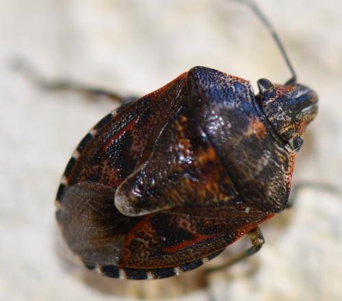 Réf. 262 623 : Holcogaster fibulata